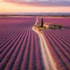 Un circuit de lavande en Provence : les plus beaux champs à voir en une semaine