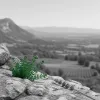 Le thé des Alpes, fil gourmand entre plantes alpines et Provence gourmande